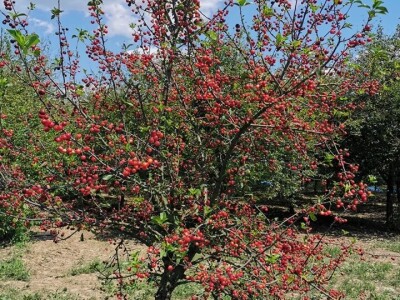 Višnja na OPG HAHA Višnja na OPG HAHA