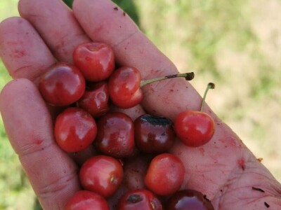 Višnja na OPG HAHA Višnja na OPG HAHA