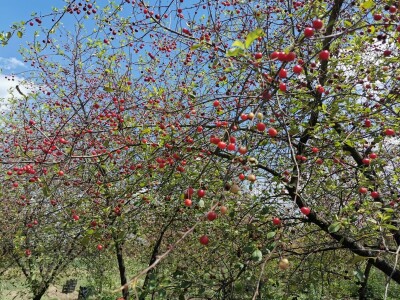 Višnja na OPG HAHA Višnja na OPG HAHA