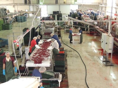 Prerada višnje u Hladu d.o.o.