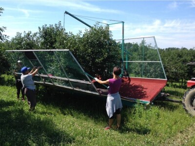 Strojna berba na plantaži tvrtke Hlad