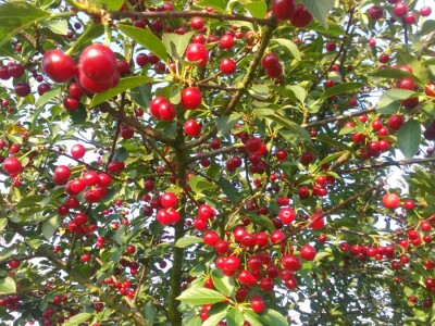 Zbog  čestih kiša manje suhe tvari u plodovima
