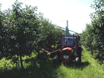 Berba i otkup višnje