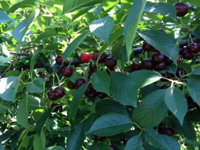 Industrijska sorta oblačinska višnja