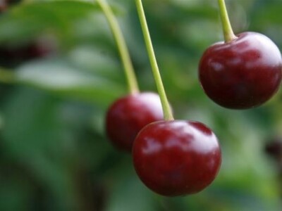 Poljska je veliki izvoznik voća