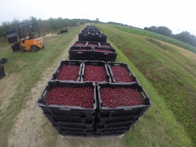 Berba u OPG Branković