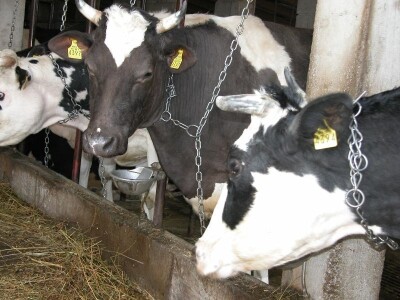 Visokomliječne krave na farmi OPG Putnik