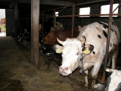 Visokomliječne krave Joze Bandala u njegovoj štali u Udovičićima