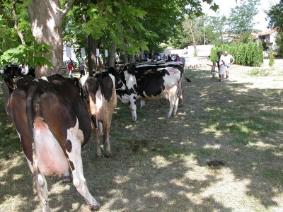 Visokomliječne muzne krave