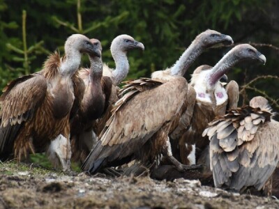 Vjekoslav Joksimović, policajac koga vole ptice i zverinje