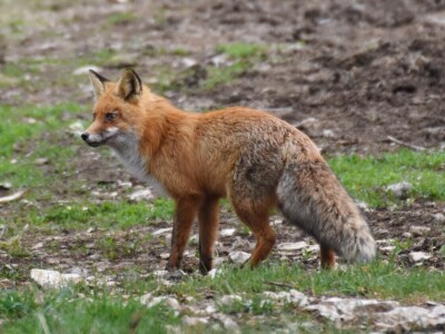 Vjekoslav Joksimović, policajac koga vole ptice i zverinje