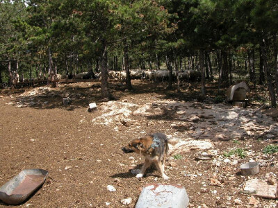 Vjerni čuvar stada ovaca na farmi Vuica
