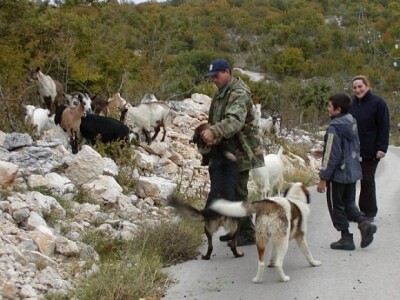 Vjerni psi čuvari - desna ruka stočara u  dalmatinskom kršu