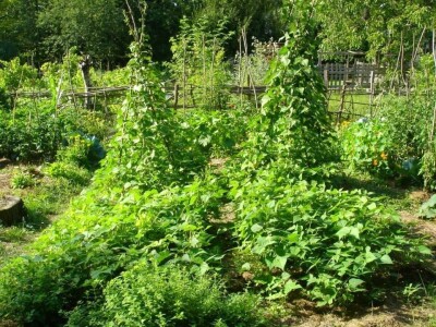 "Vještičja kuhinjica" Mirele Jakuš Fröbe