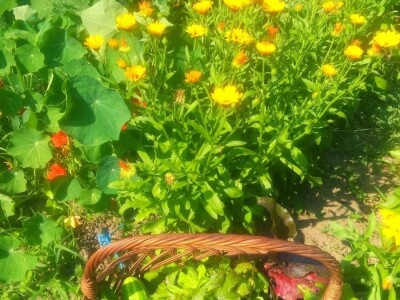 "Vještičja kuhinjica" Mirele Jakuš Fröbe