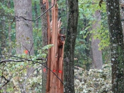 Vjetrolom u UŠP Bjelovar