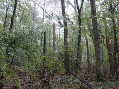 Vjetrolom u UŠP Bjelovar