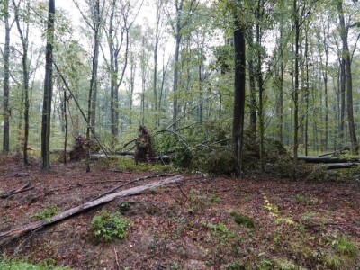 Vjetrolom u UŠP Bjelovar