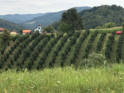 Vladan Jovanović - prvi proizvođač lešnika iz Malog Zvornika Vladan Jovanović - prvi proizvođač lešnika iz Malog Zvornika
