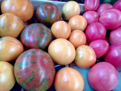 Vladimir Ferzanović proizvodi i čuva stare sorte paradajza