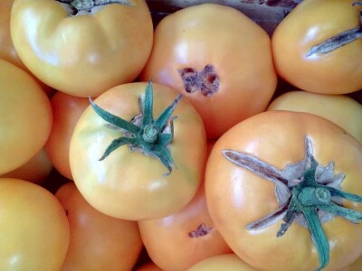 Vladimir Ferzanović proizvodi i čuva stare sorte paradajza