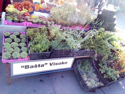 Vladimir Ferzanović proizvodi i čuva stare sorte paradajza