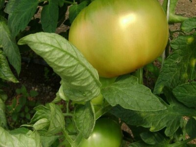 Vladimir Ferzanović proizvodi i čuva stare sorte paradajza