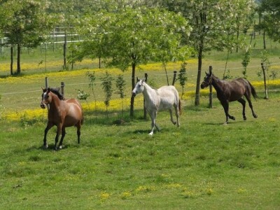 OPG Krivić - Bonanza