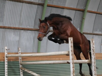 OPG Krivić - Bonanza