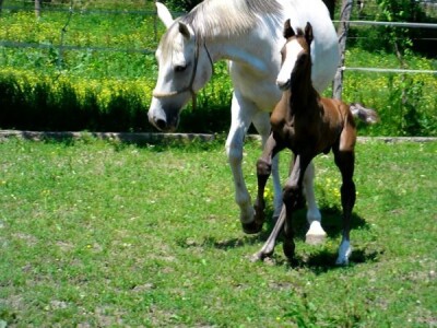 OPG Krivić - Bonanza