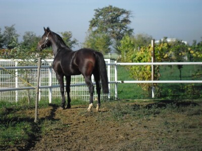 OPG Krivić - Bonanza