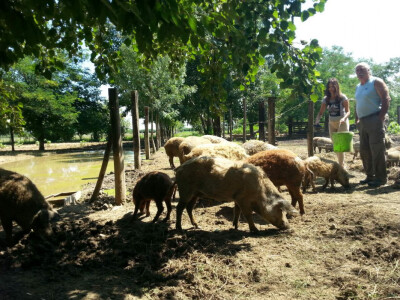 Vlado Krivić i Roberta Kljenak