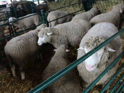 Vlajko Jovešić iz Bačkog Novog Sela