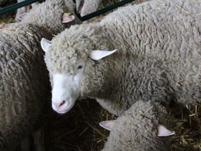 Vlajko Jovešić iz Bačkog Novog Sela