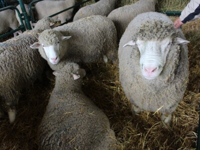 Vlajko Jovešić iz Bačkog Novog Sela