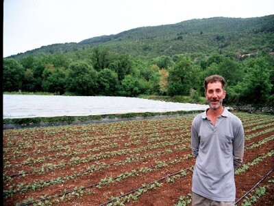 Vlasnik Ivica Radonić u svom jagodnjaku u Orahu