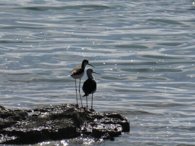 Promatranje ptica Promatranje ptica