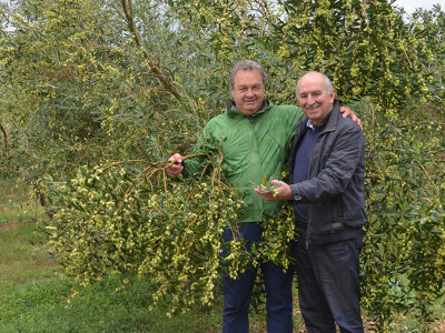 Maslinar Dr. Ivica Vlatković Maslinar Dr. Ivica Vlatković