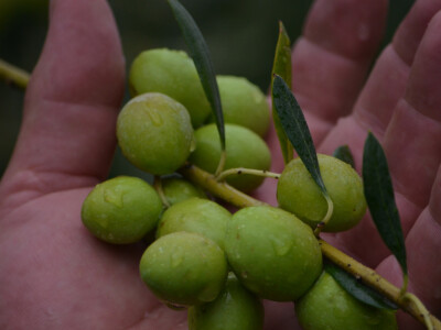 Maslinar Dr. Ivica Vlatković Maslinar Dr. Ivica Vlatković