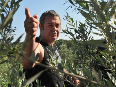 Maslinar Dr. Ivica Vlatković Maslinar Dr. Ivica Vlatković