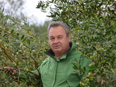 Maslinar Dr. Ivica Vlatković Maslinar Dr. Ivica Vlatković