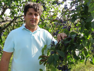 Voćar Dragan Šop ima rekordan urod šljive