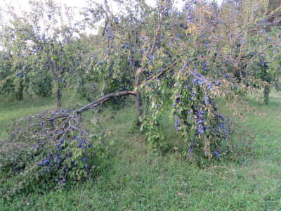 Voćar Dragan Šop ima rekordan urod šljive