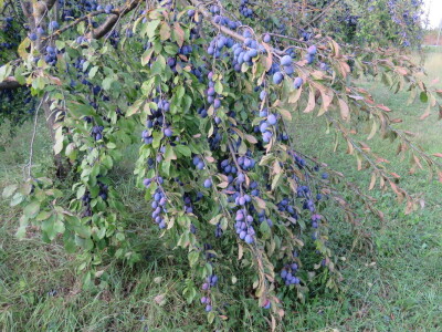 Voćar Dragan Šop ima rekordan urod šljive