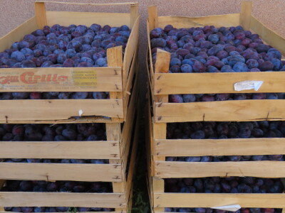 Voćar Dragan Šop ima rekordan urod šljive