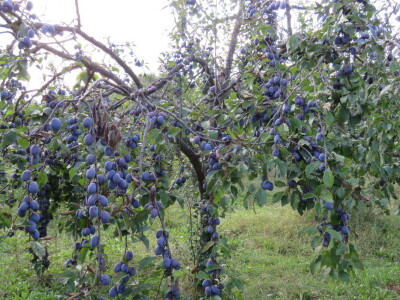 Voćar Dragan Šop ima rekordan urod šljive