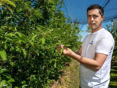 Voćar Miroslav Kolić