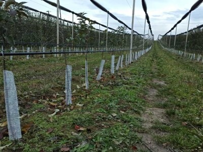 Voćari iz Srema mrežice oko stabla vide kao najsigurnije rešenje protiv zečeva i glodara