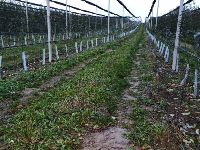 Voćari iz Srema mrežice oko stabla vide kao najsigurnije rešenje protiv zečeva i glodara