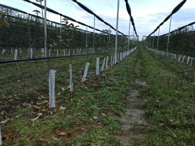 Voćari iz Srema mrežice oko stabla vide kao najsigurnije rešenje protiv zečeva i glodara